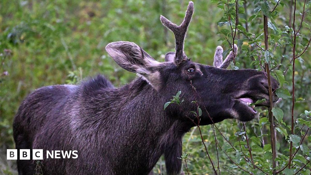 Emil the Elk caught after long summer on the loose in Central Europe