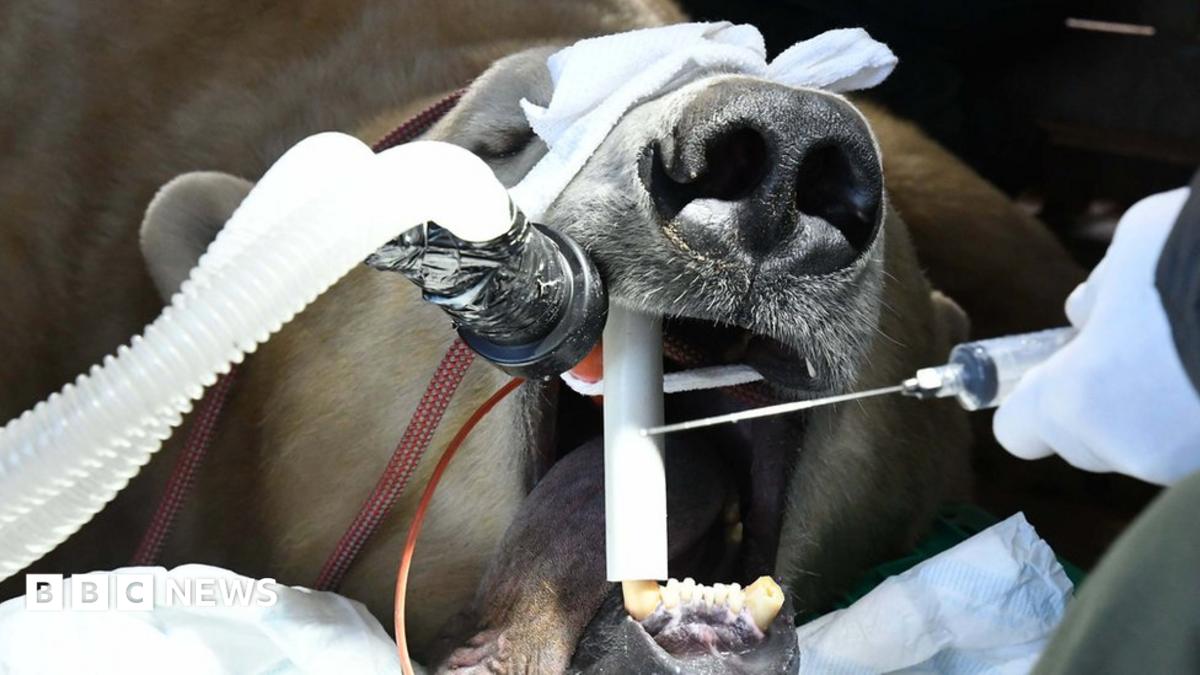 yorkshire-wildlife-park-polar-bear-with-sore-head-sees-dentist-bbc-news