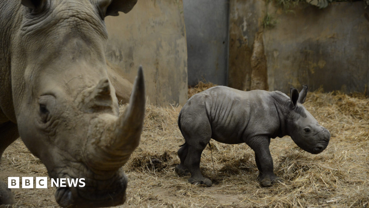 _130901167_rhinobabyruby.png