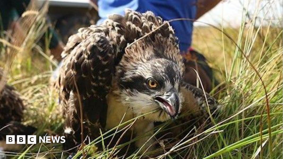 'Historic' first as two osprey chicks born on Anglesey