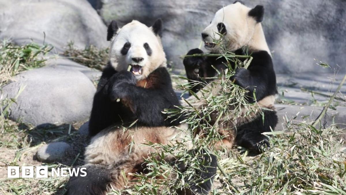 Coronavirus Pandas leave Canada for China's bamboo BBC News(01)