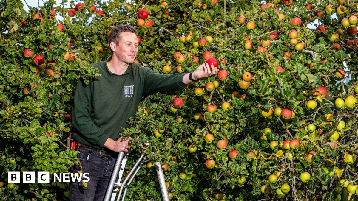 Apple throwing contest returns to Newby Hall in Yorkshire - BBC News