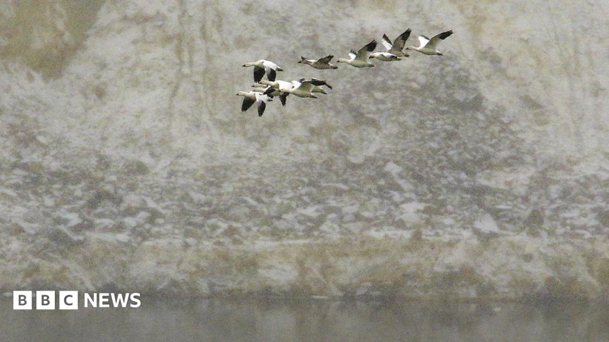 Thousands' of geese die in toxic Montana pit mine - BBC News
