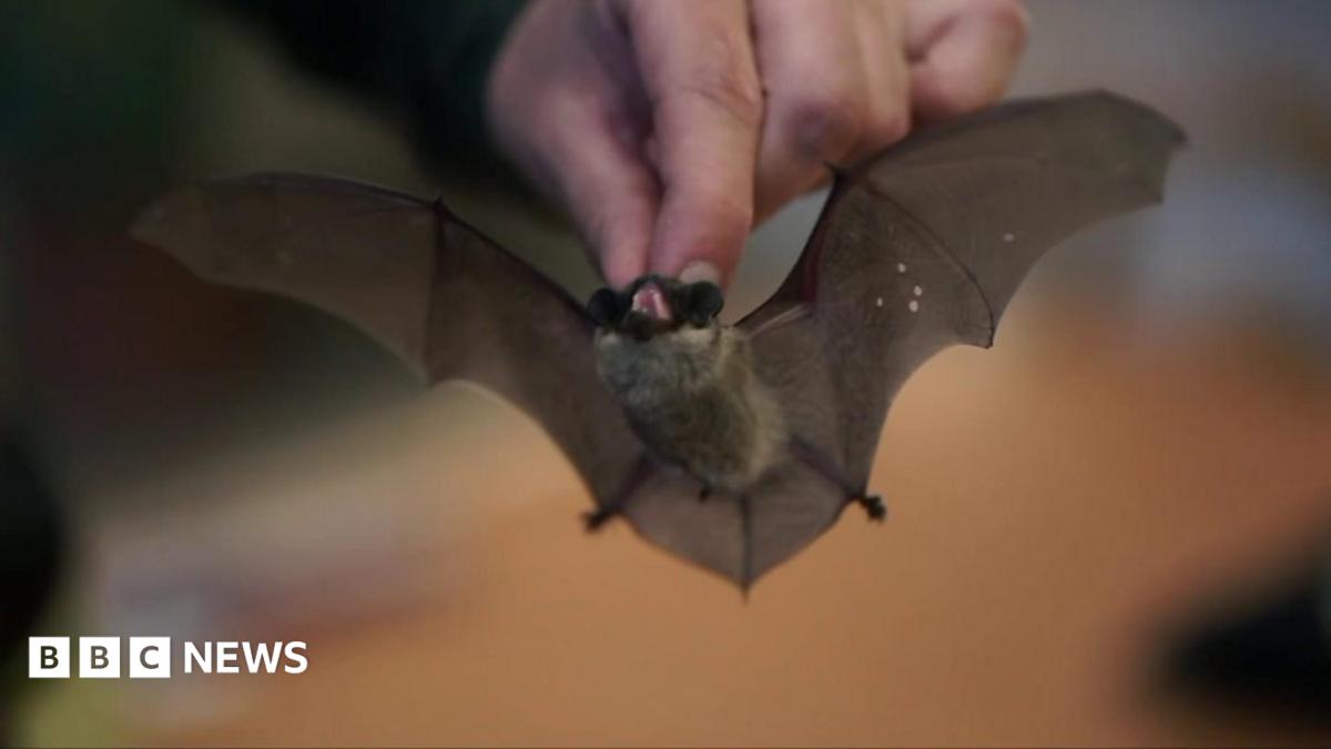 Bats in Belarus