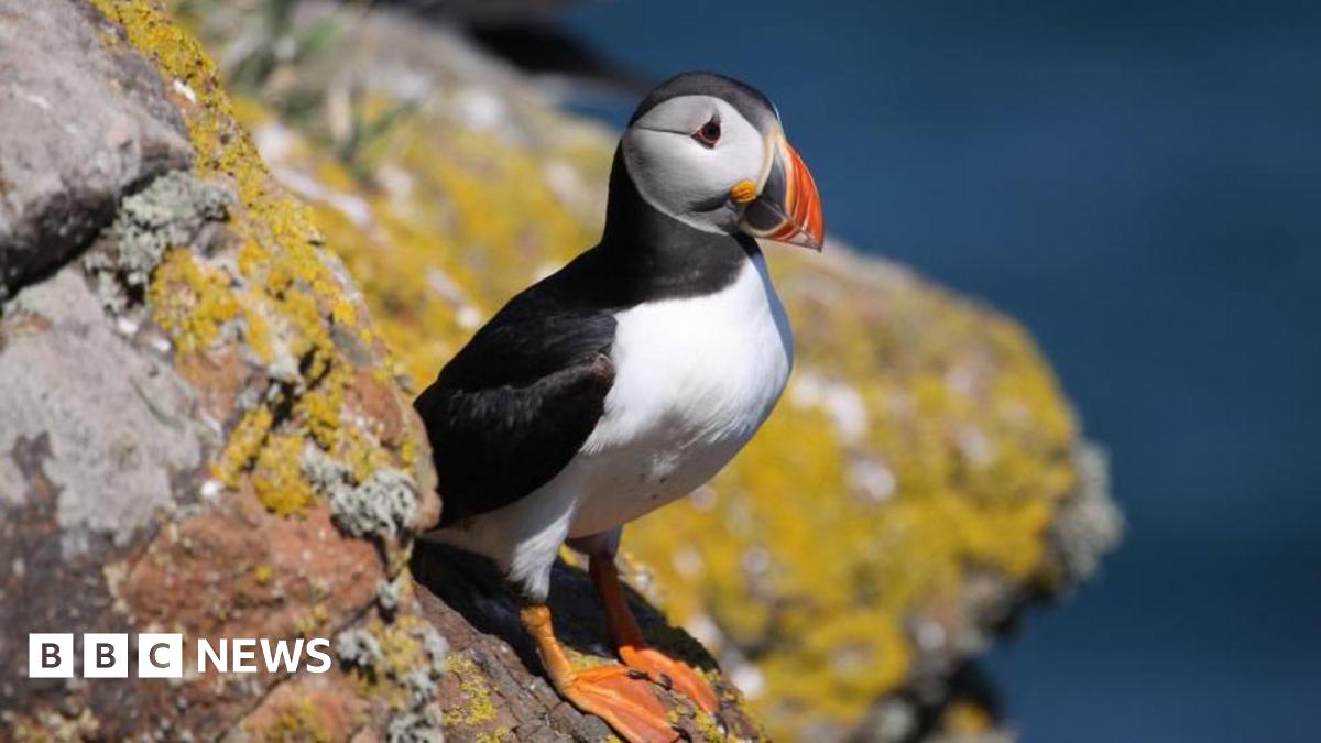 Volunteers wanted to to live on Skomer Island and count puffins