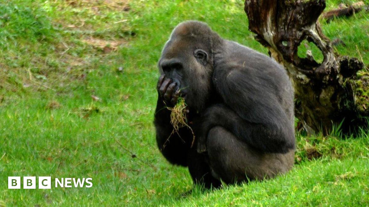 bbc.co.uk - Charlie Le Noury - Jersey Zoo hails gorillas' &pound;8m new home a success