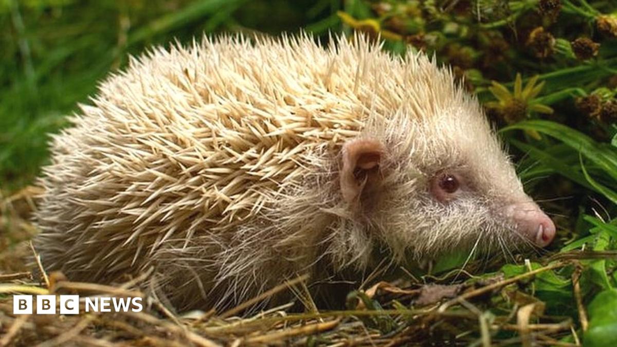 Boy, 6, saves rare albino hedgehog found in Otley - BBC News