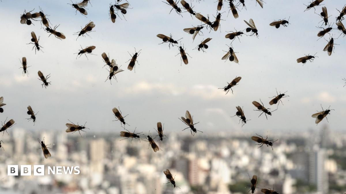 Have you heard of Flying Ant Day?