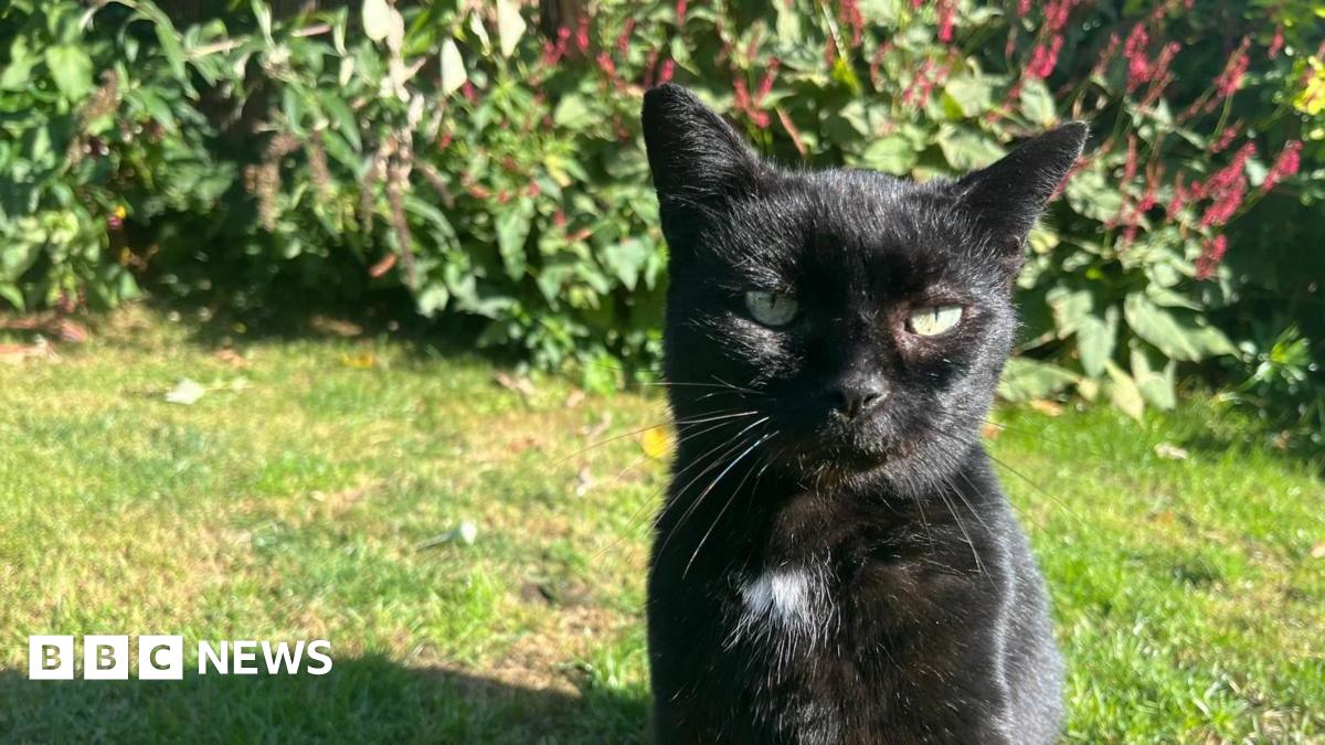 'Shop cat' found after going missing 13 years ago in Great Dunmow