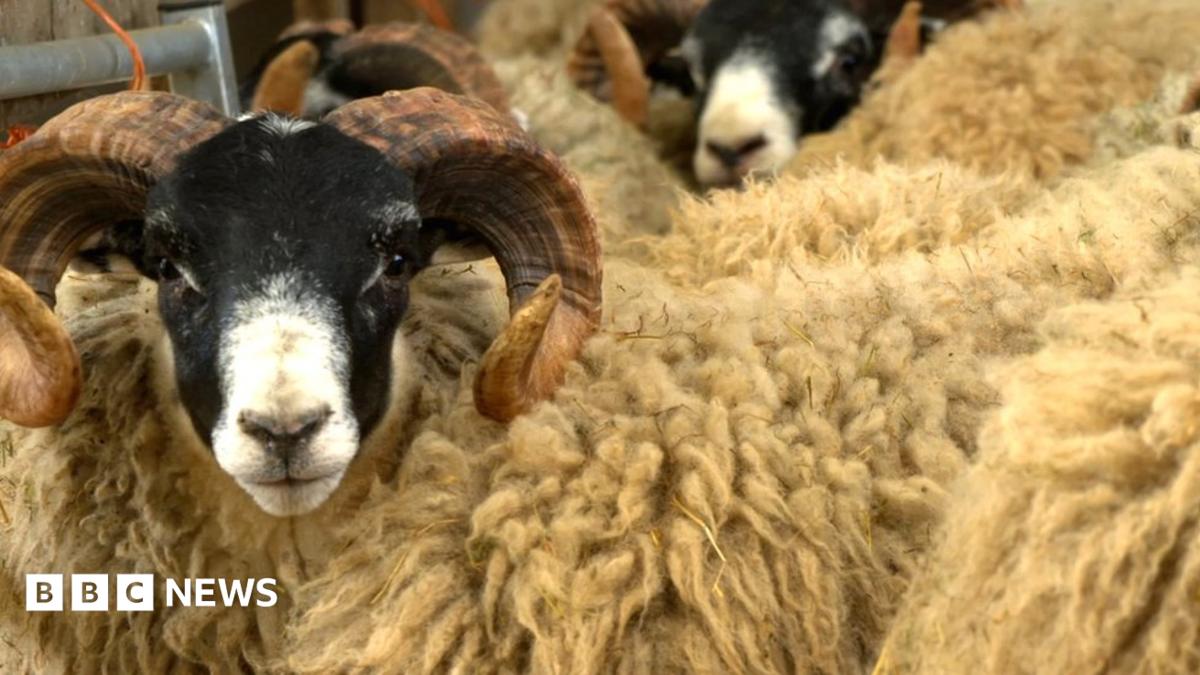 New tracking technology battles sheep rustling in Scottish farms - BBC News