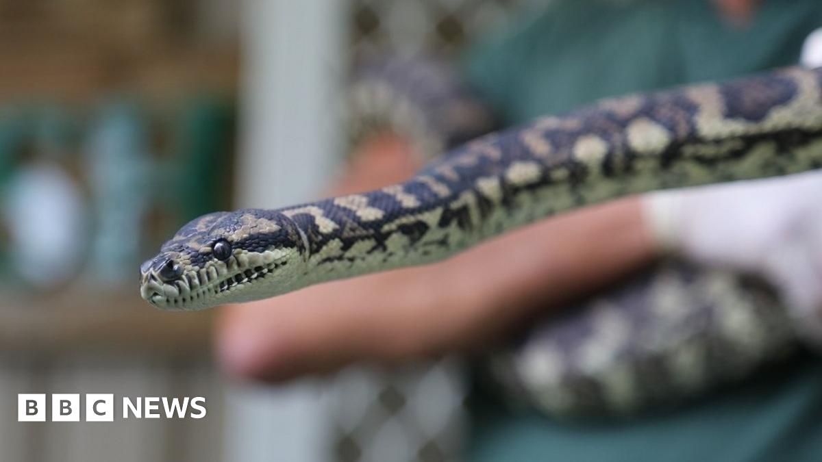 Bugün öğrendim ki: Bir piton yılanı...