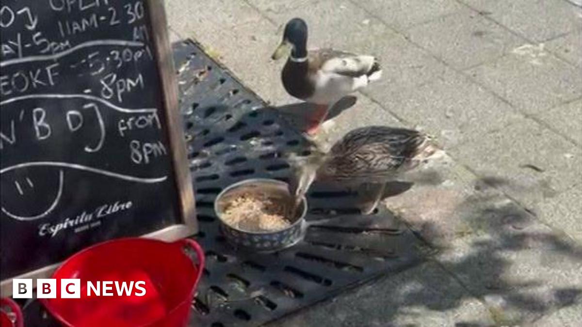 South Shields ducks become regulars at pub