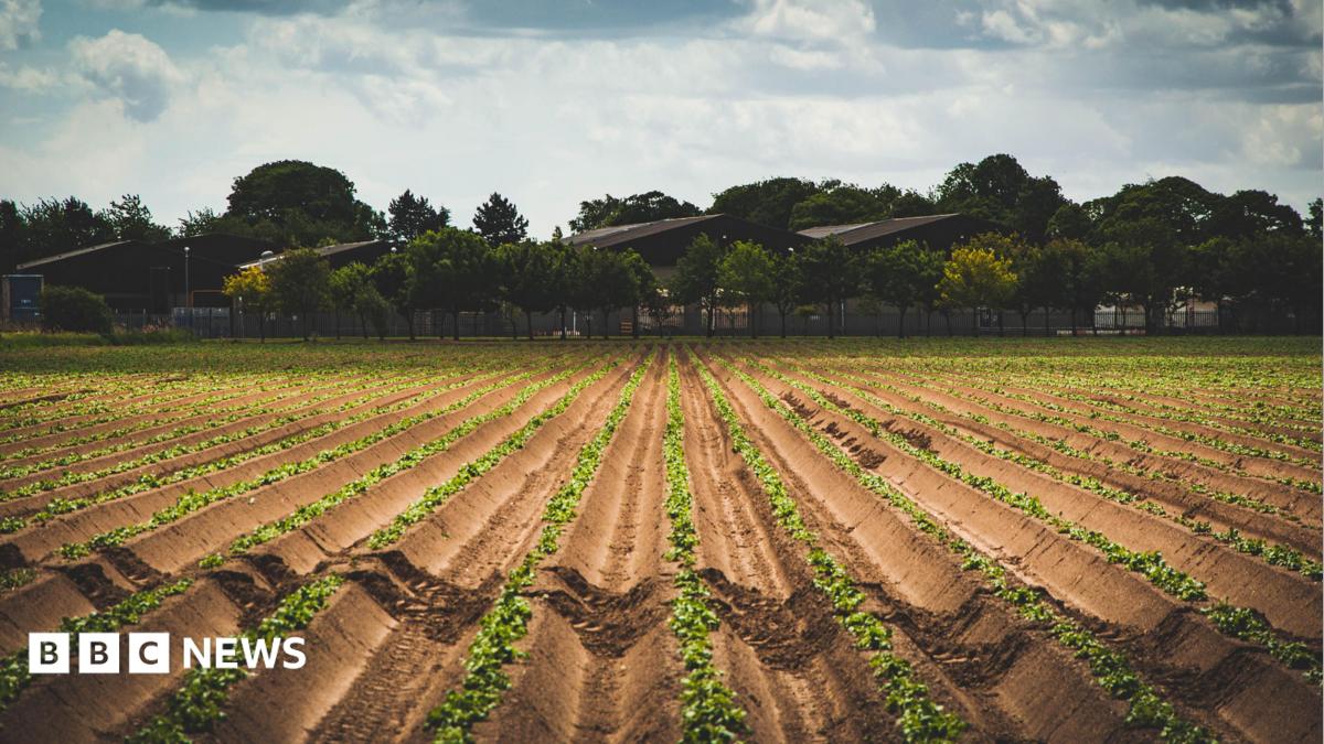 bbc.co.uk - Charis Scott-Holm - Research helping Lincolnshire farmers grow food in saltier soil