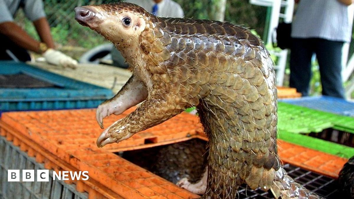 Coronavirus: Pangolins found to carry related strains