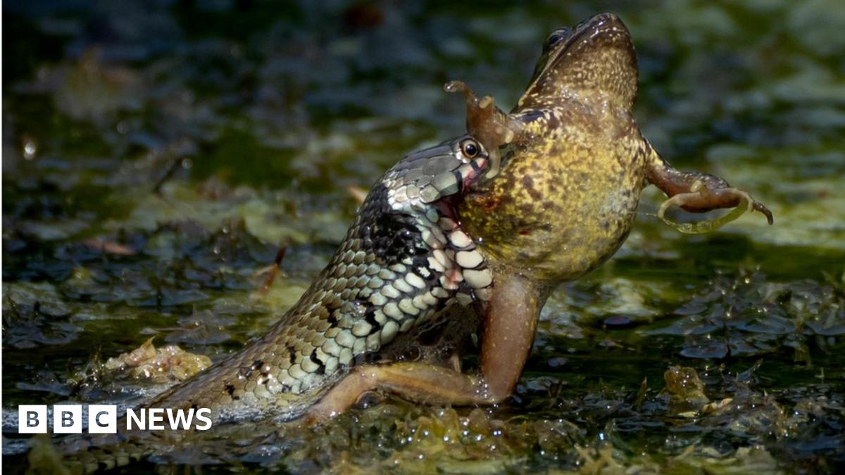 Bournemouth: Dramatic image shows grass snake attacking frog - BBC News