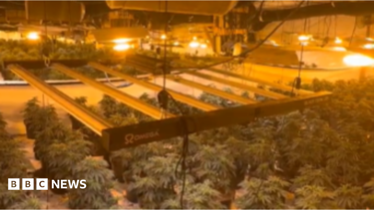 bbc.co.uk - Mick Lunney - Cannabis 'worth millions' seized in Doncaster police raid