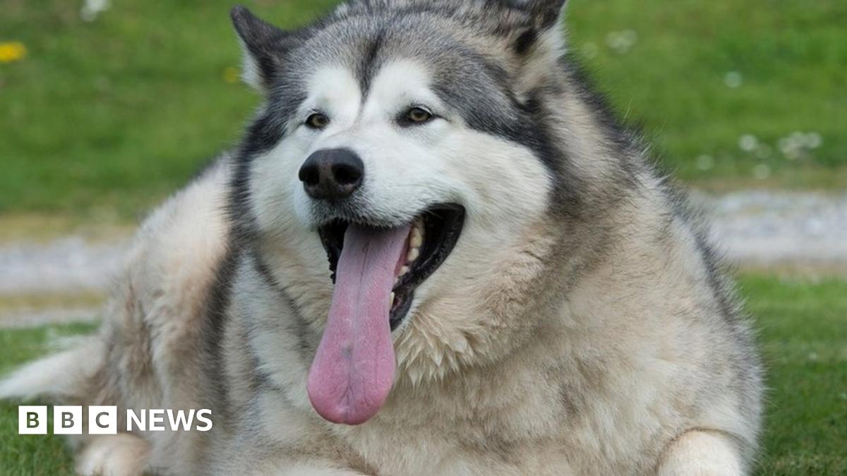 Fat dog George 'gorged on pasties and pies' - BBC News