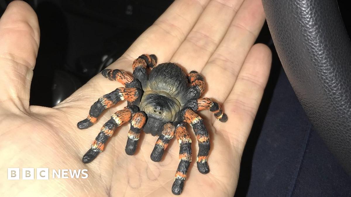 _106285149_tarantula.jpg