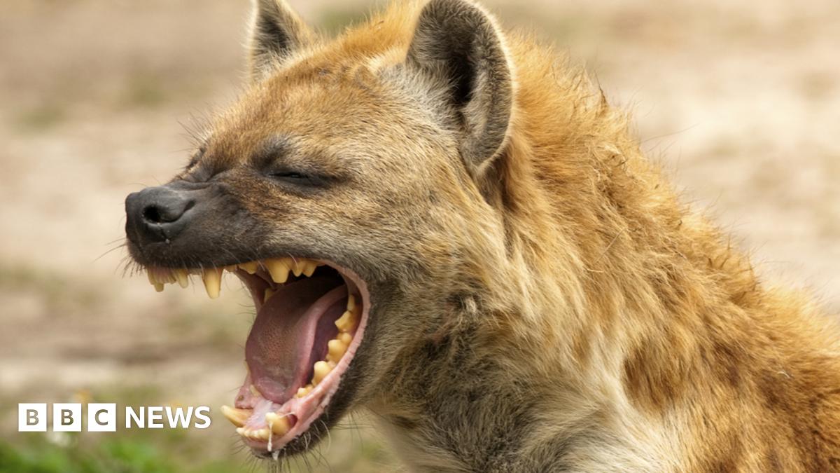 The Hyena Who Lost Her Laugh: A Story about Changing Your