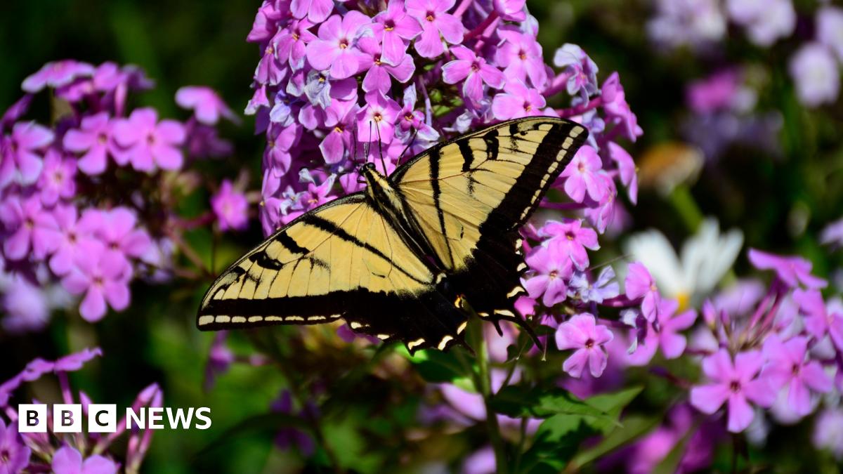 US butterfly populations drop by 22% in two decades, study says