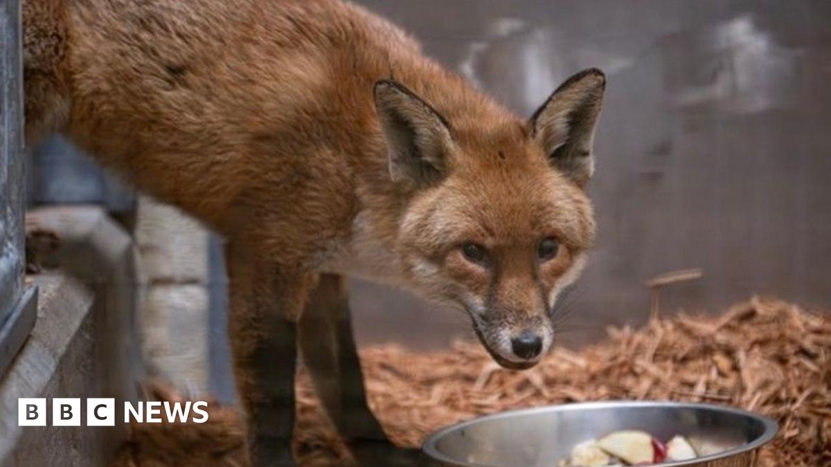 Sly fox sneaks onto cargo ship in Southampton and arrives in New York
