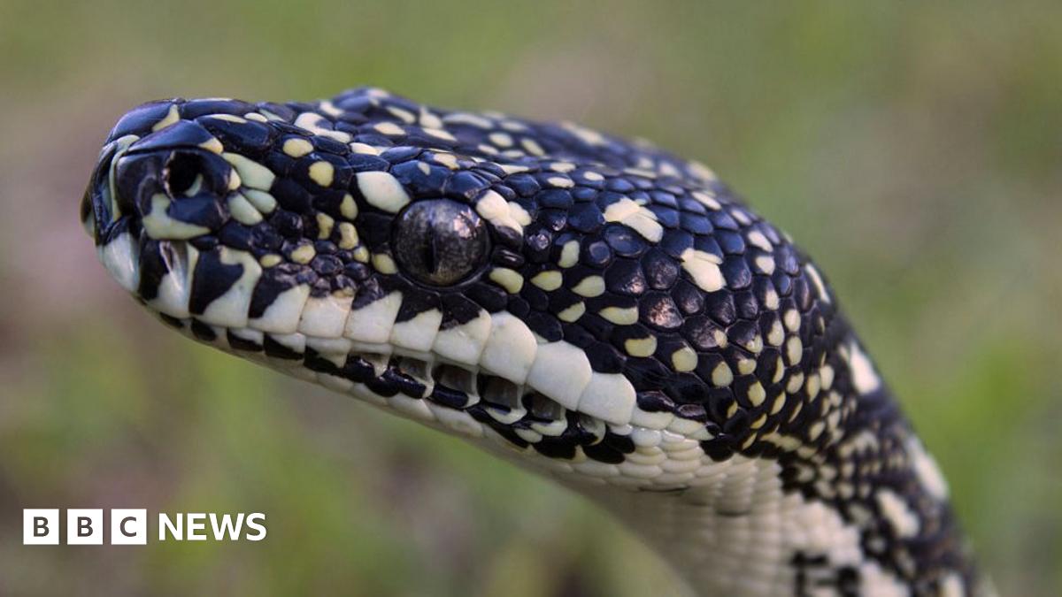 Python covered with more than 500 ticks rescued in Australia - BBC News