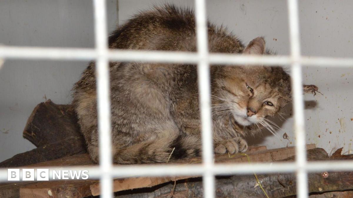 Hertfordshire Cat Sanctuary Owner Banned After Animal Welfare Violations