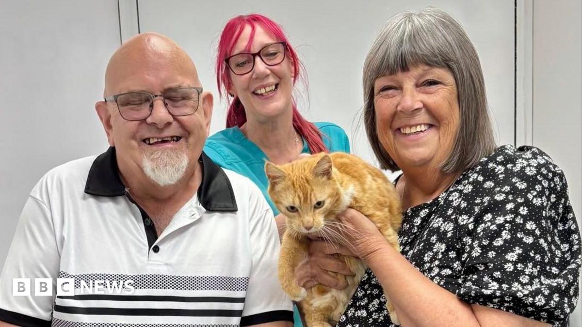 Missing cat reunited with family after Dover fireworks scare