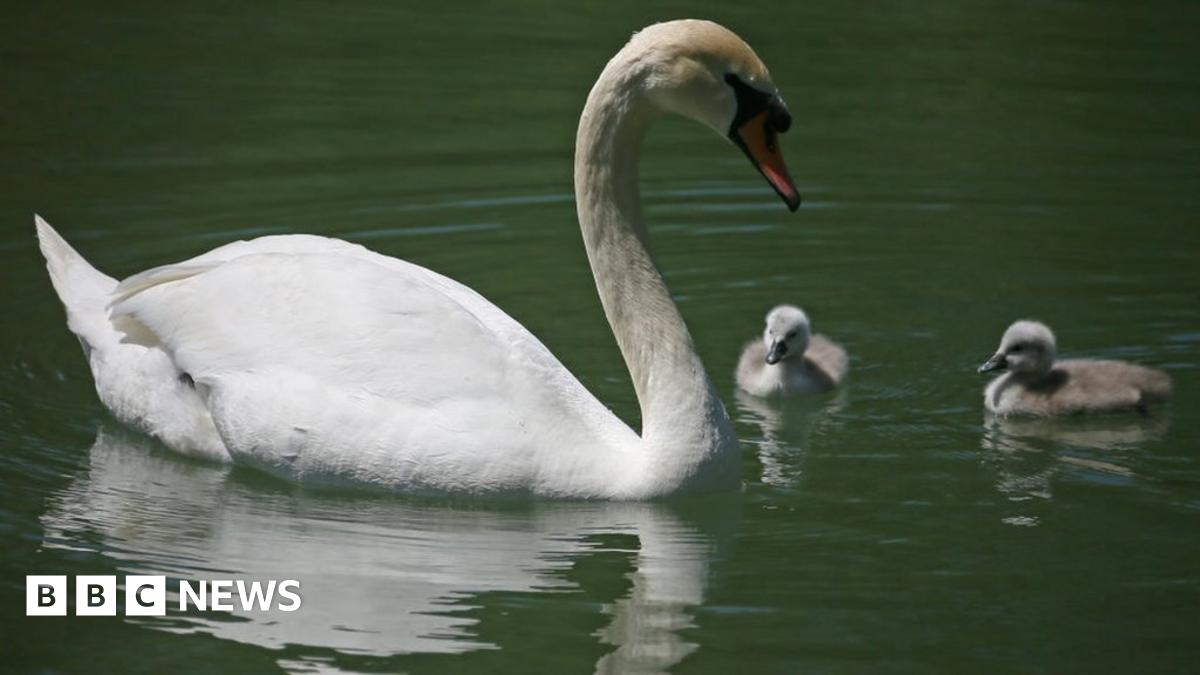 Florida city sells swans after Queen's gift leads to overpopulation