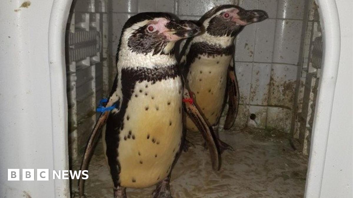 Stolen penguins Nottinghamshire