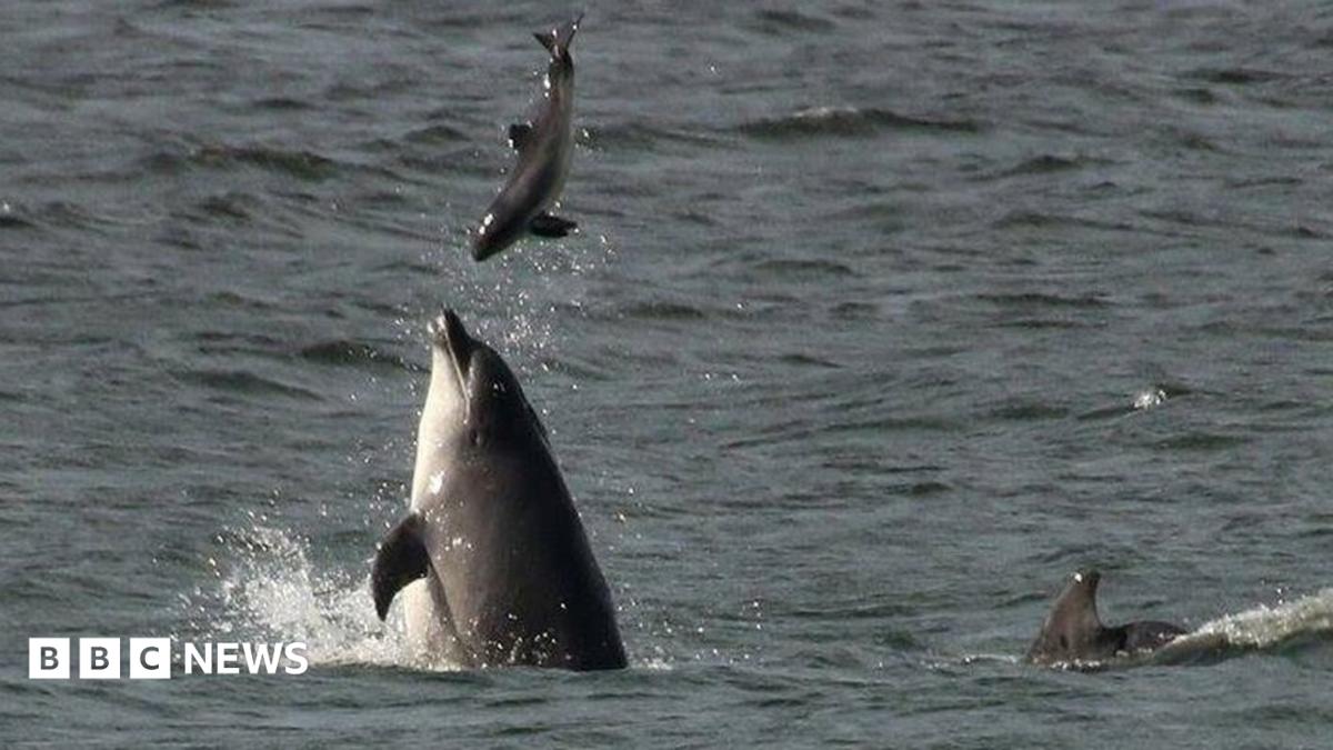 dolphin-photographed-attacking-porpoise-off-aberdeen-bbc-news