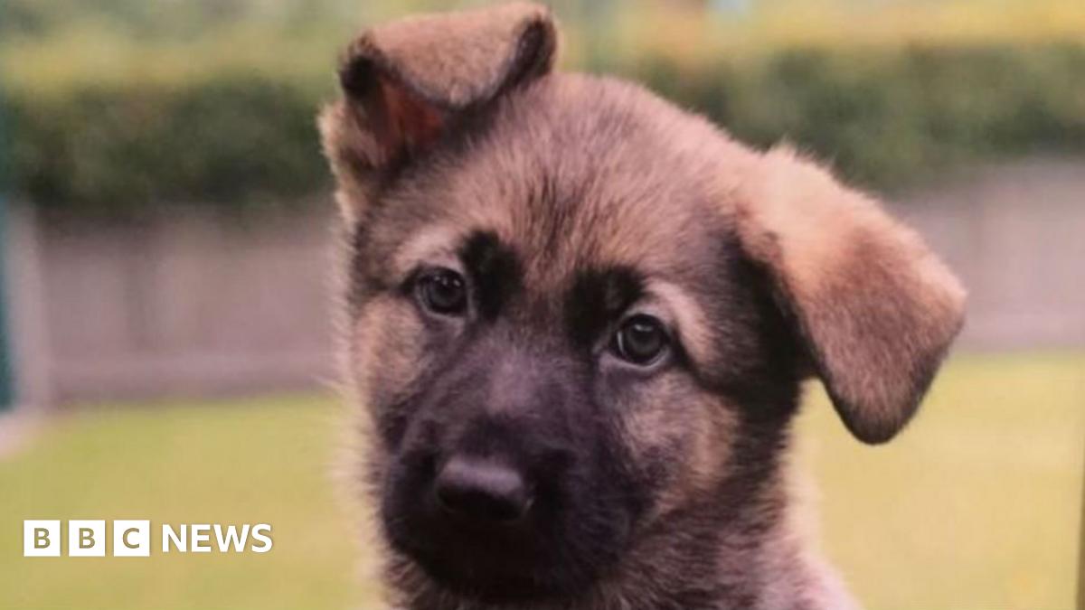 Guide dog puppy Finn named after 'hero' police dog