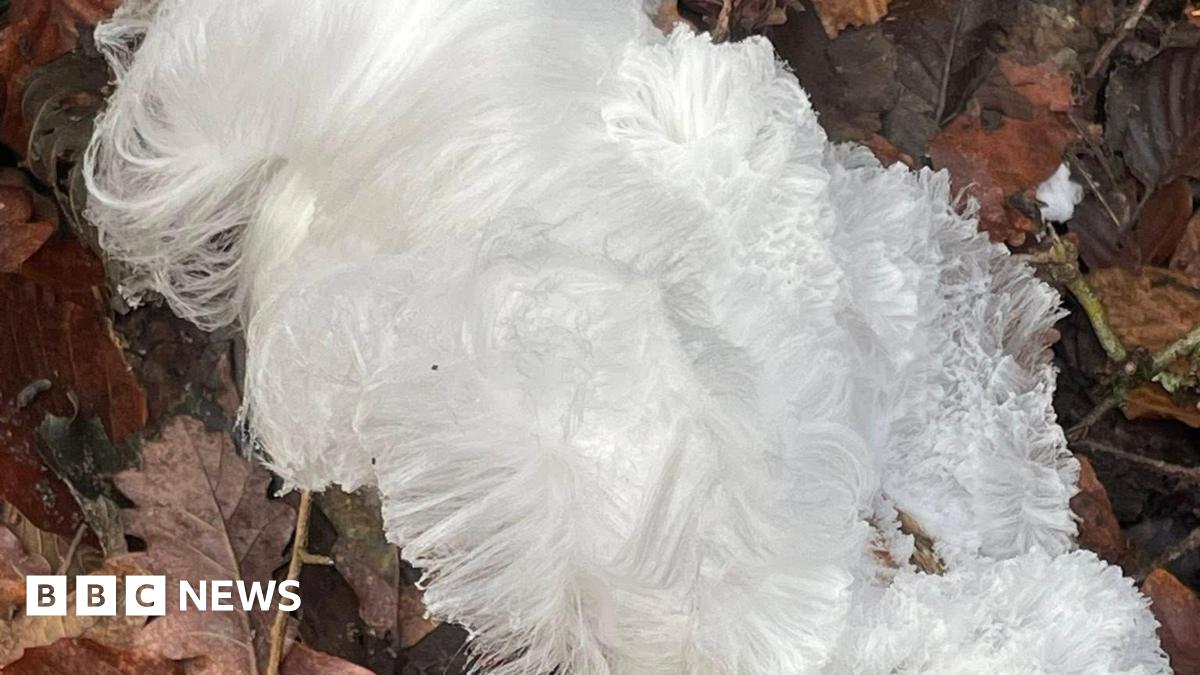 Delicate white hair ice strands covering a piece of rotting woodland branch