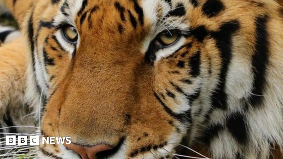 Tiger mauls volunteer at Carole Baskin's Big Cat Rescue BBC News