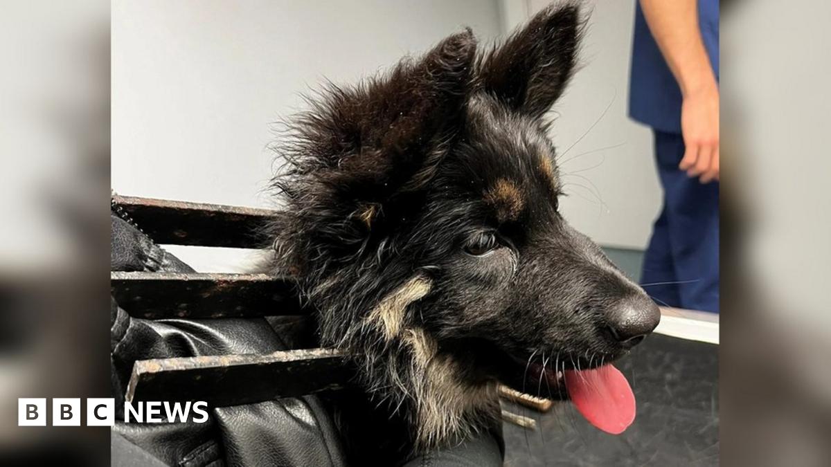 Barnsley puppy rescued after getting head stuck in railings - BBC News