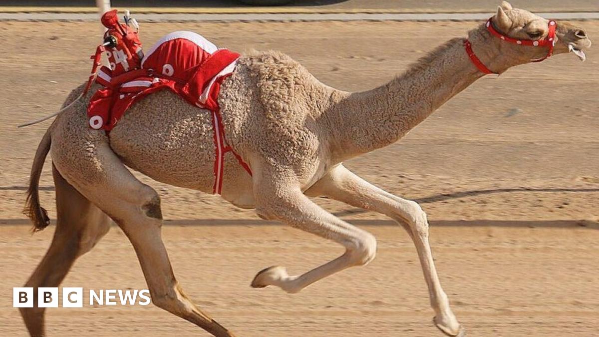 Identity 2016: Camel racing, a market worth millions - BBC News