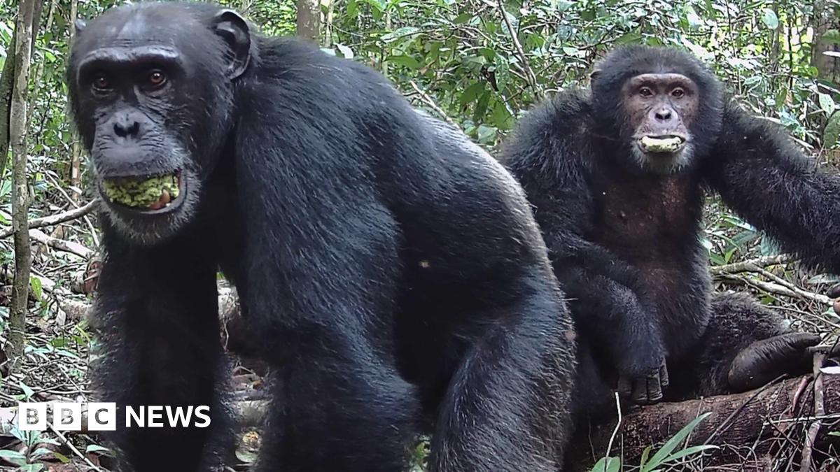
                            Chimps 'lager a day' in ripe fruit fuels drunken monkey theory