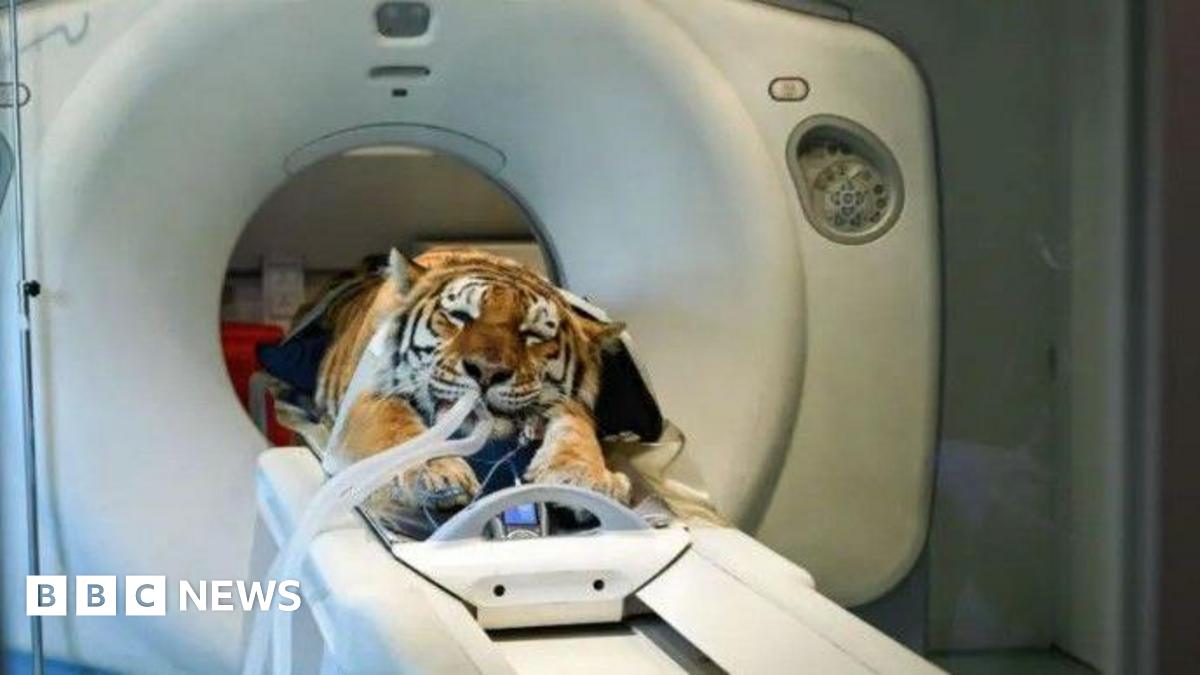 CT scans provide vital answers for animals at Smarden's Big Cat Sanctuary