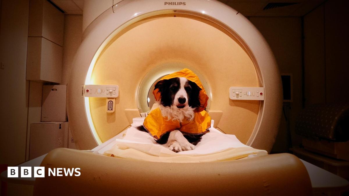 We should smile at our dogs - a new scientific study reveals why