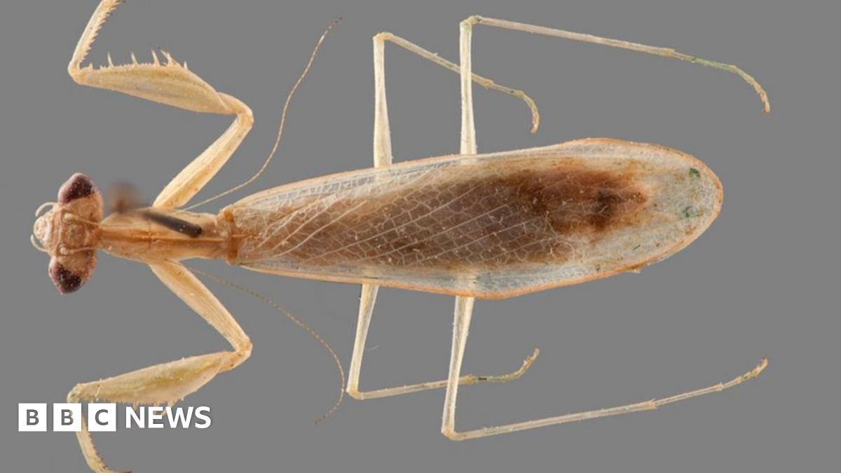 Praying mantis species named after US Supreme Court Justice - BBC News