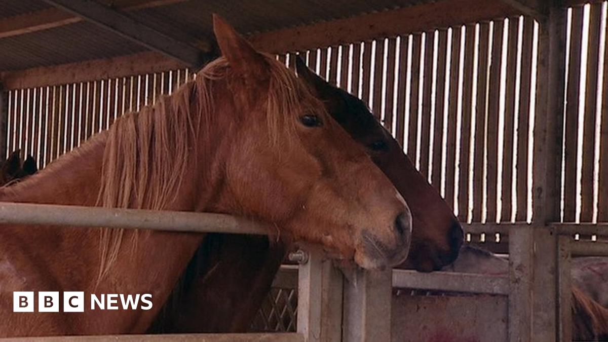 All horse slaughterhouses should have CCTV, says Plaid MP BBC News(02)