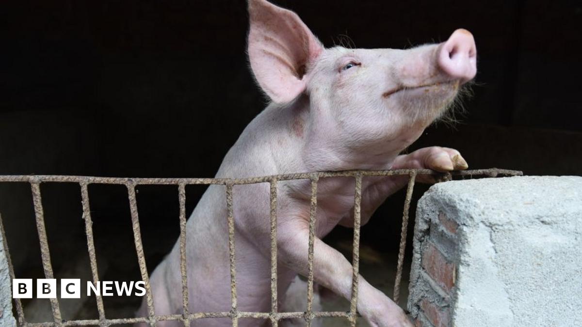 A pig in a hog pen in Linquan county in central China's Anhui province