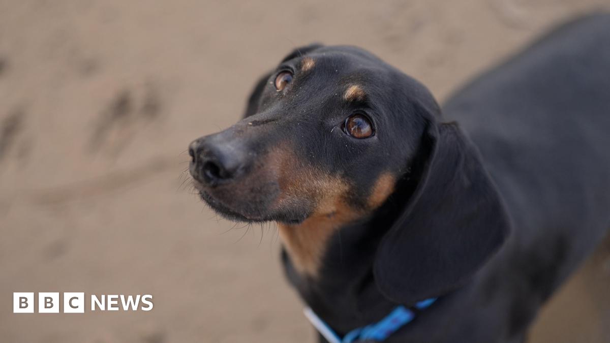 Dogs were man's best friend far earlier than thought - scientists