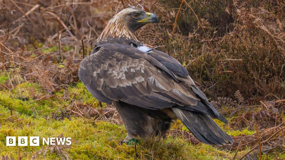 
                            Probe after golden eagle found in Borders with shotgun injuries