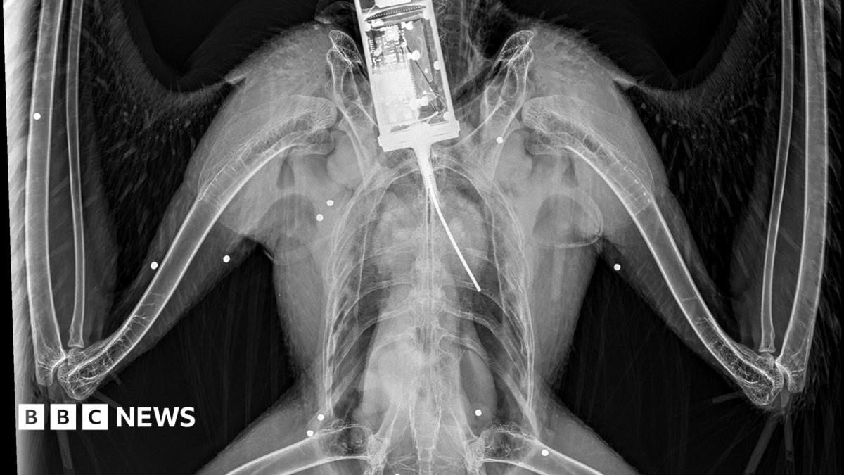 Golden eagle shot 17 times after it was released in conservation project