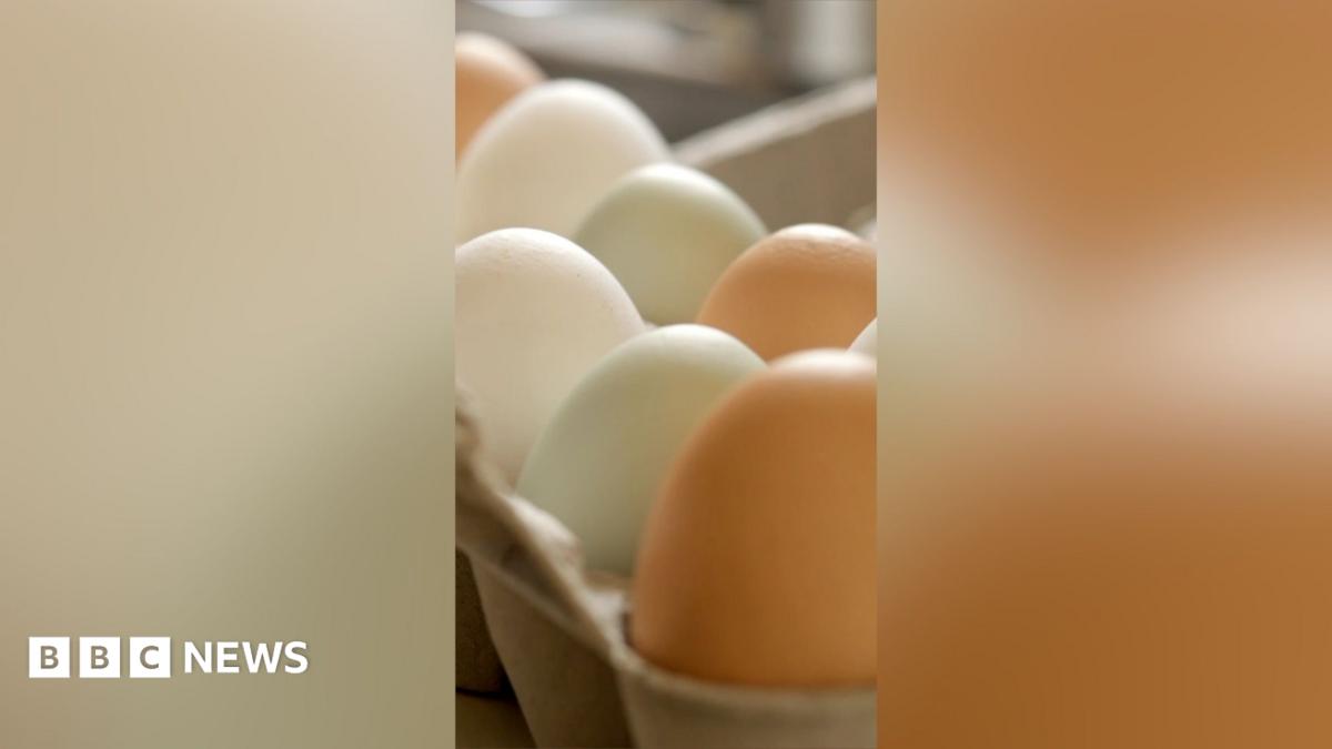 UK salmonella outbreak leaves one dead and hundreds ill