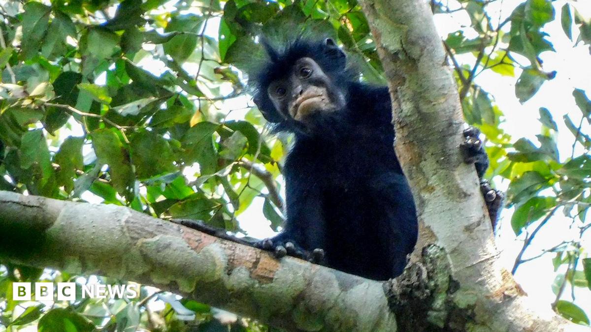 monkey with orange lips