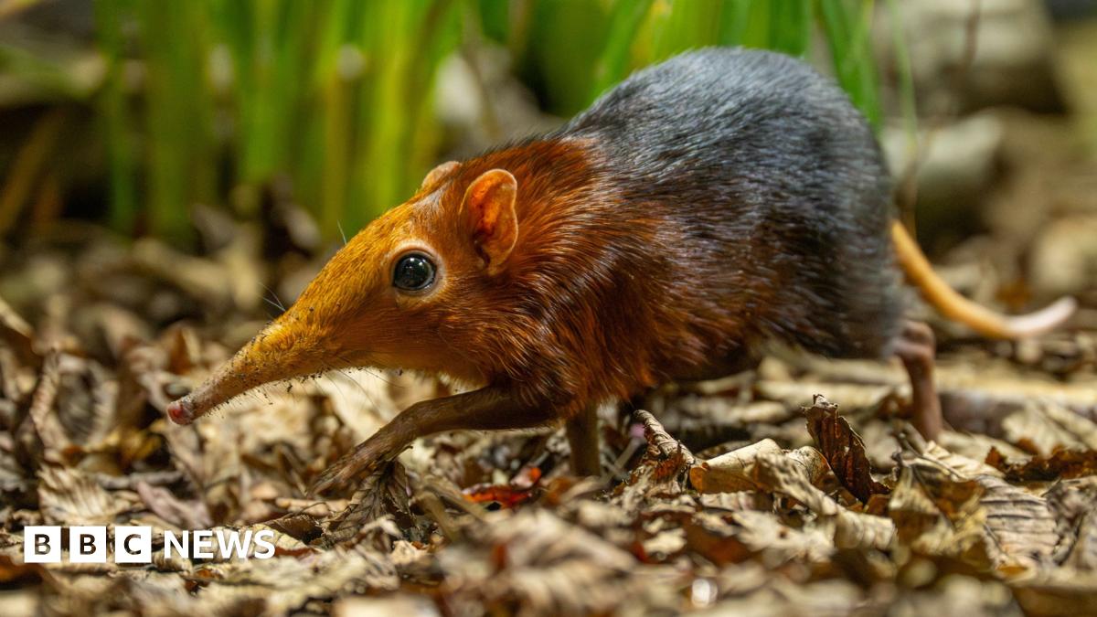 First elephant shrews born in the UK at Hertfordshire Zoo