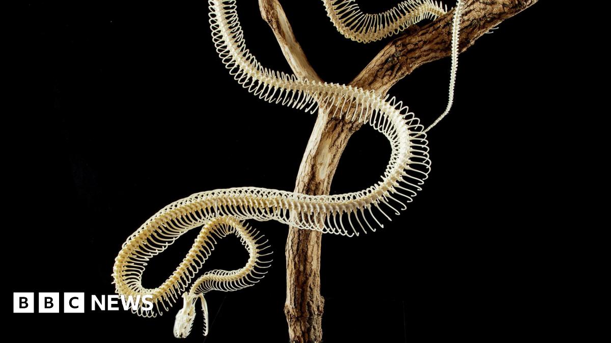 Leicester: Huge python skeleton forms part of new exhibition - BBC News