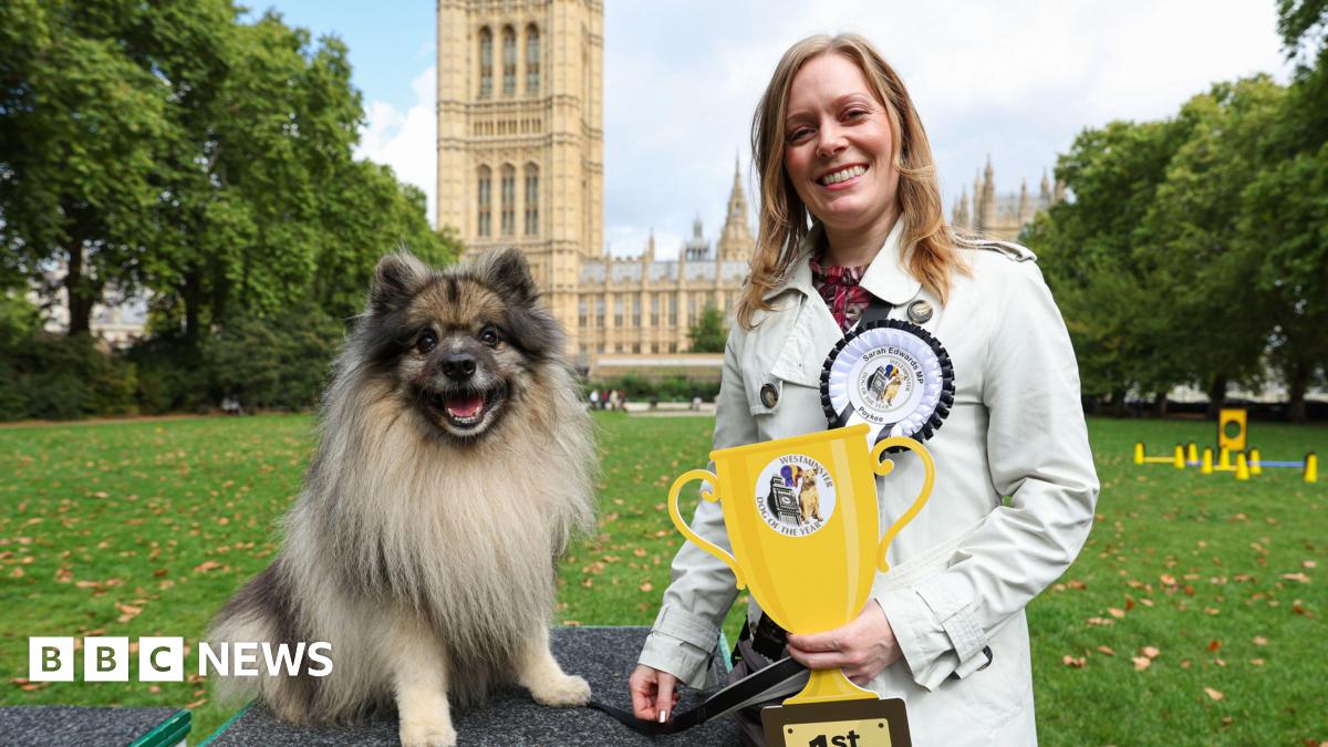 A small fluffy dog with dark brown fur around its face and cream fur on its body smiles at the camera. He is sitting on a grey mat with his owner, a blonde-haired woman in a white coat, standing next to him. She has a white rosette pinned to her coat a...